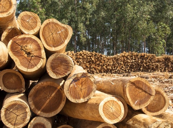 Πρόσφατη αύξηση της συγκομιδής δασών στην ΕΕ, σύμφωνα με τη μελέτη του ΚΚΕρ